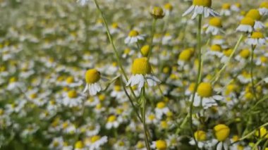Birçok çiçek tarlada Matricaria chamomilla