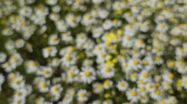 Birçok çiçek tarlada Matricaria chamomilla