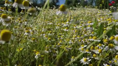 Birçok çiçek tarlada Matricaria chamomilla