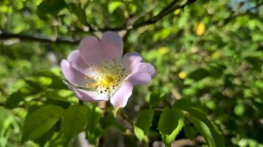 Rüzgarda sallanan bir gül ağacı.