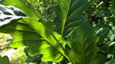 Genç meşe yaprakları rüzgarda sallanıyor.