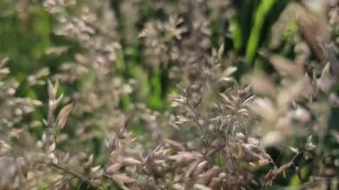 Bahar çayırında Holcus lanatus L