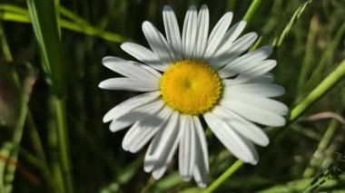 Açan Leucanthemum vulgare çiçeği rüzgarda sallanıyor