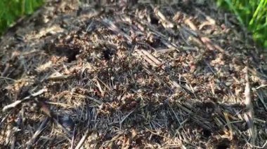 Dağdaki bir bahar ormanında Ant Tepesi