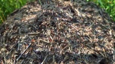 Dağdaki bir bahar ormanında Ant Tepesi