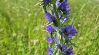 Karpatlar 'da yaygın çürük Echium vulgare çiçek açıyor.