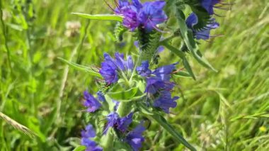 Karpatlar 'da yaygın çürük Echium vulgare çiçek açıyor.