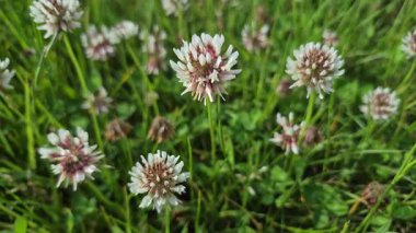 Trifolium, ormanda rüzgarda sallanan bitkilerden pişmanlık duyar.