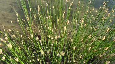 Eleocharis bitkisi bir gölün kıyısında.