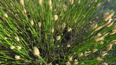 Eleocharis bitkisi bir gölün kıyısında.