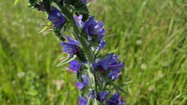 Karpatlar 'da yaygın çürük Echium vulgare çiçek açıyor.