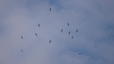 Leylekler mavi gökyüzünde süzülür