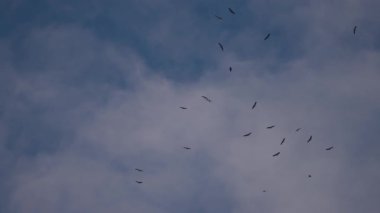 Leylekler mavi gökyüzünde süzülür