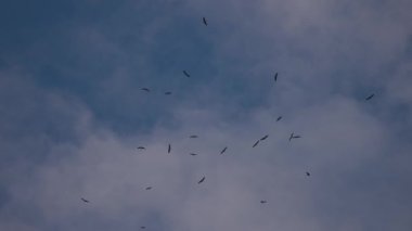 Leylekler mavi gökyüzünde süzülür