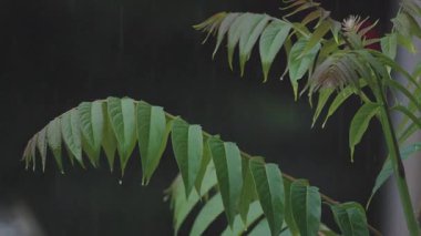 Şiddetli yağmur altında akasya dalları