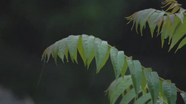 Şiddetli yağmur altında akasya dalları
