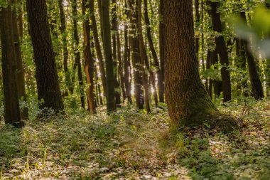 Dağ kayın ormanlarının bahar manzarası