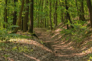 Dağ kayın ormanlarının bahar manzarası