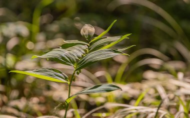 Poligonatum bir dağ ormanında görevli.