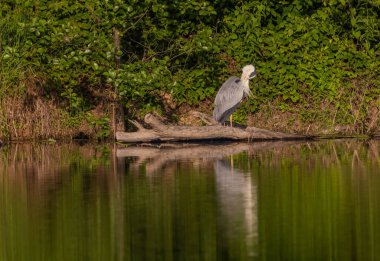 Gri Heron Ardea Göl kıyısında sinemada