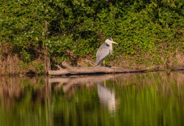 Gri Heron Ardea Göl kıyısında sinemada