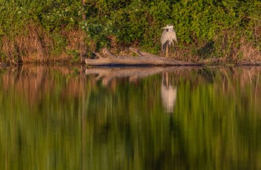 Gri Heron Ardea Göl kıyısında sinemada