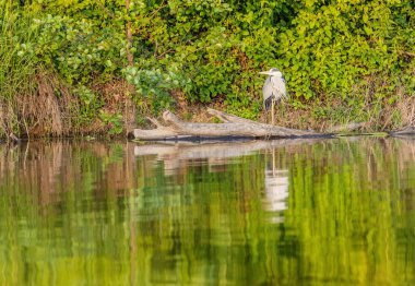 Gri Heron Ardea Göl kıyısında sinemada