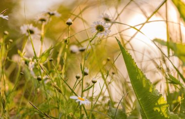 Açan Leucanthemum vulgare çiçeği rüzgarda sallanıyor