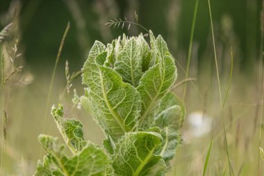 Bir bahar çayırında Stachys Bizans