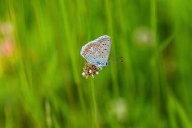 Bir bitkinin üzerinde oturan Mavi Kelebek