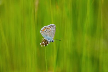 Bir bitkinin üzerinde oturan Mavi Kelebek