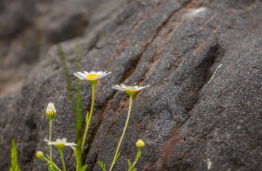 Bir dağ deresinin kıyısındaki Matricaria Chamomilla