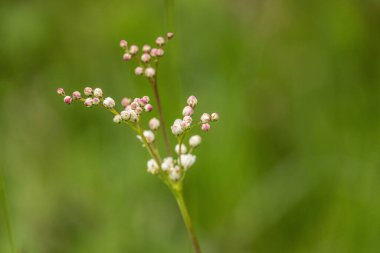 Filipendula Ulmaria Dağ Ormanı 'nda bitki