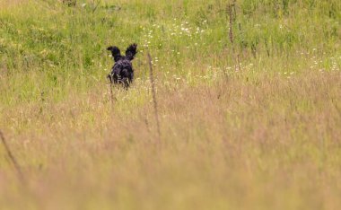 Boykin Spaniel doğadaki köpek.