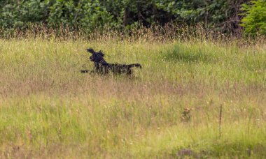 Boykin Spaniel doğadaki köpek.
