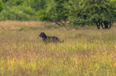 Boykin Spaniel doğadaki köpek.