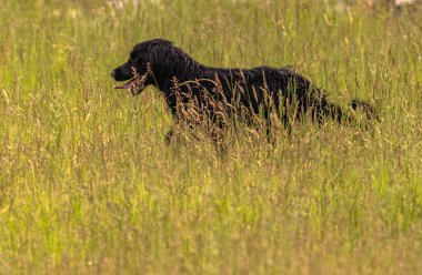Boykin Spaniel doğadaki köpek.