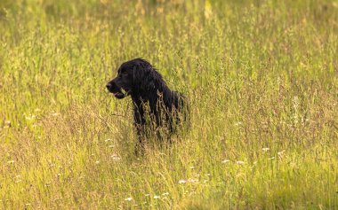Boykin Spaniel doğadaki köpek.