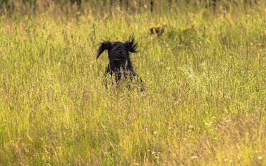 Boykin Spaniel doğadaki köpek.