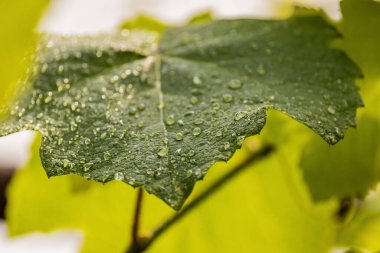 Yağmurdan sonra taze üzüm yaprakları