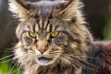 Mermer bir Rakun 'un Portresi