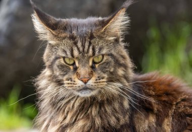 Mermer bir Rakun 'un Portresi