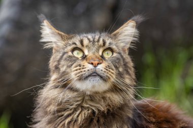 Mermer bir Rakun 'un Portresi