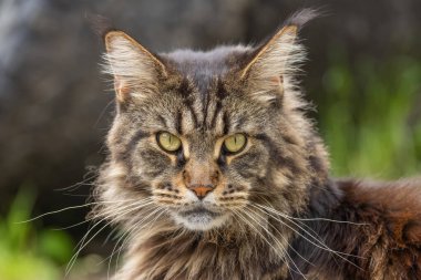 Mermer bir Rakun 'un Portresi