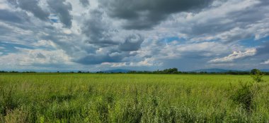 Triticum aestivum mahsullü alan