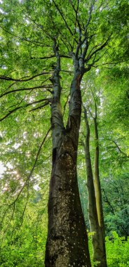 Dağ kayın ormanlarının bahar manzarası