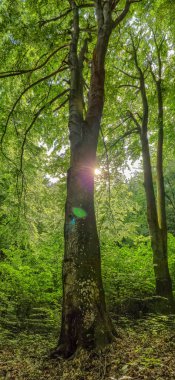 Dağ kayın ormanlarının bahar manzarası