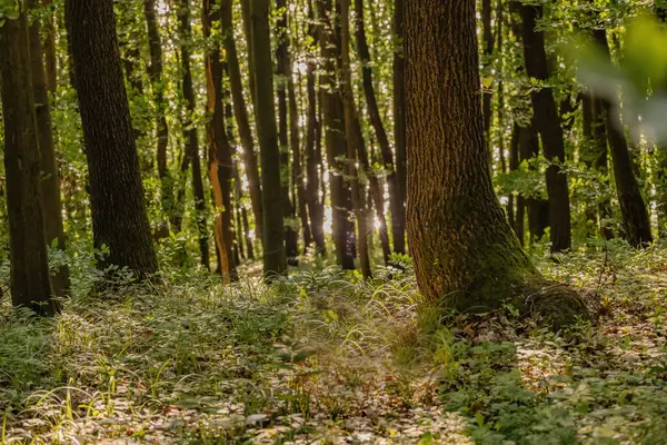 Dağ kayın ormanlarının bahar manzarası