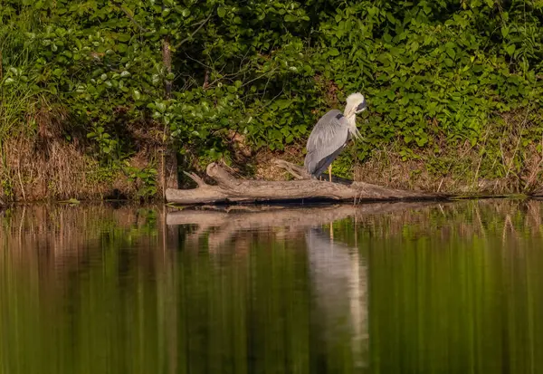 Gri Heron Ardea Göl kıyısında sinemada