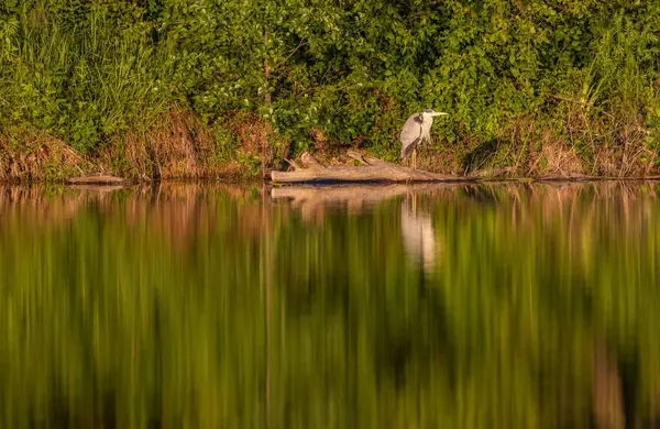 Gri Heron Ardea Göl kıyısında sinemada
